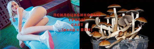 крисы Корсаков