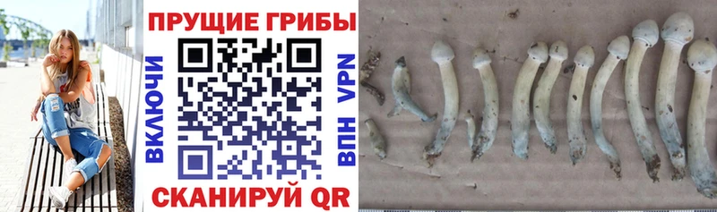 Галлюциногенные грибы Magic Shrooms  Дмитров 