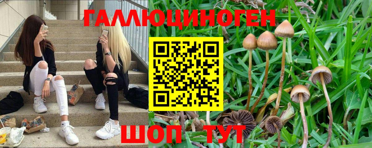 Псилоцибиновые грибы ЛСД Дмитров